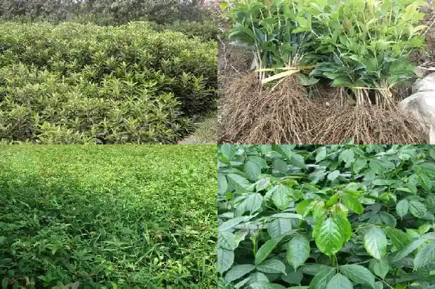 嫁接桂花多久开花结果1688792873392