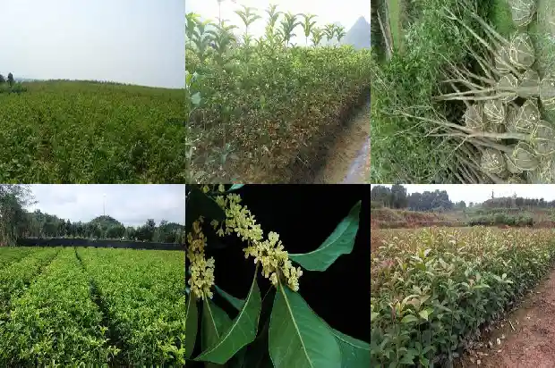 桂花两次开花新闻1688861504058