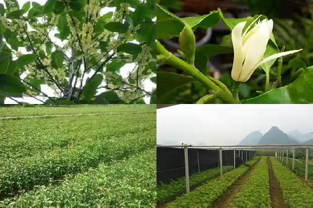桂花一般什么时候种植合适1683678282252