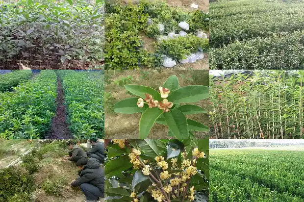 桂花一般什么时候种植合适1683678282300