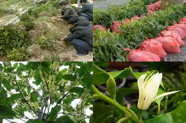 桂花一般什么时候种植合适1683678282394