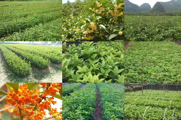 桂花什么时间种植合适1683678380379