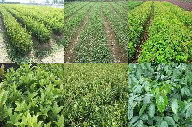 桂花什么时候栽培最好活1683678473581
