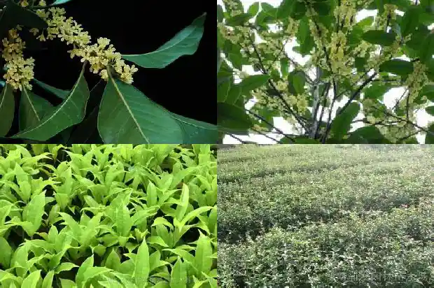 桂花适合哪个季节栽种1683678565287