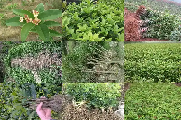 桂花老桩怎么种植1690417858036