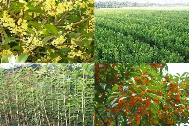 桂花什么时候种比较好呢1683678651458