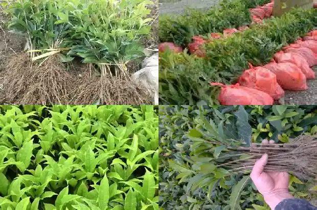 桂花什么季节播种1683678795677