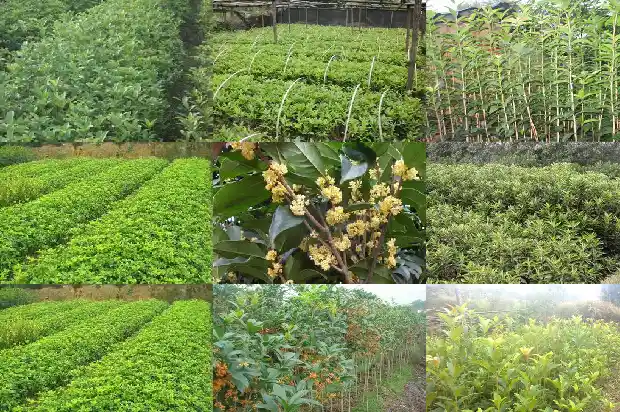 桂花冬天可以放在室外吗?1683678932637
