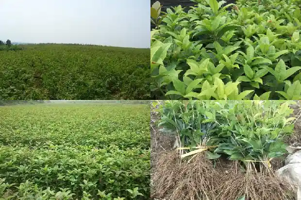 桂花冬天可以放在室外吗?1683678932684