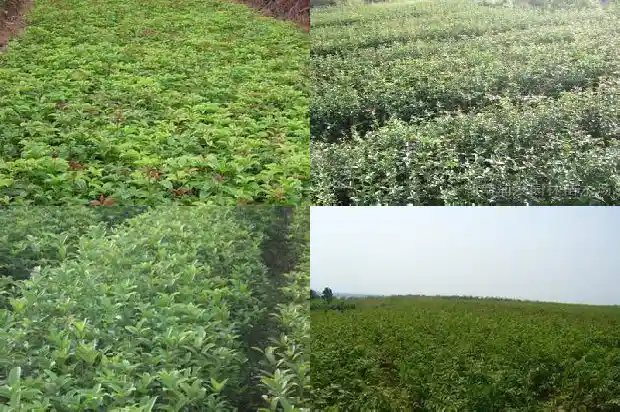 桂花对土壤要求高吗1683679067517