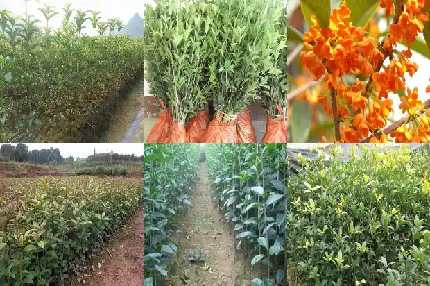 桂花树几月种植最好看1683679142450
