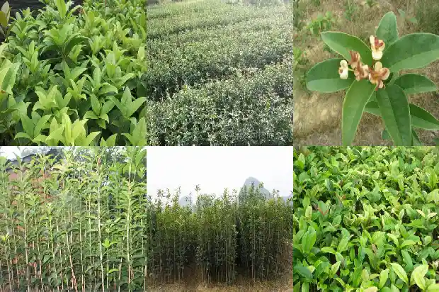 桂花树几月种植最好看1683679142497