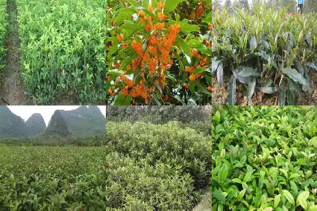 桂花怎么做成桂花茶1683679181160