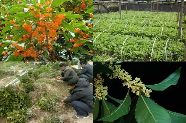 桂花的花很小不像什么1688689721148
