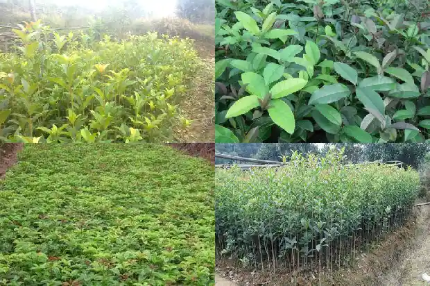 桂花树2月可以移栽吗1683679221959