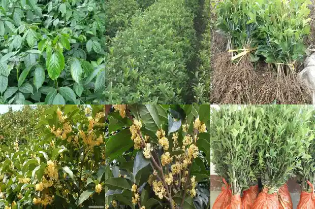 桂花规格大小怎么分辨1683679378557