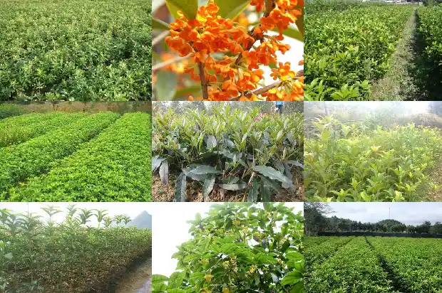 桂花规格大小怎么分辨1683679378605