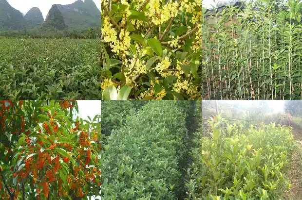 桂花树门前贵人立门内是什么1688691639871