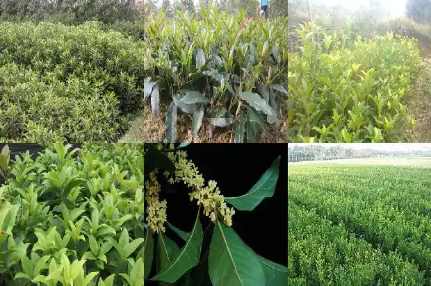 桂花规格大小怎么分别1683679423385