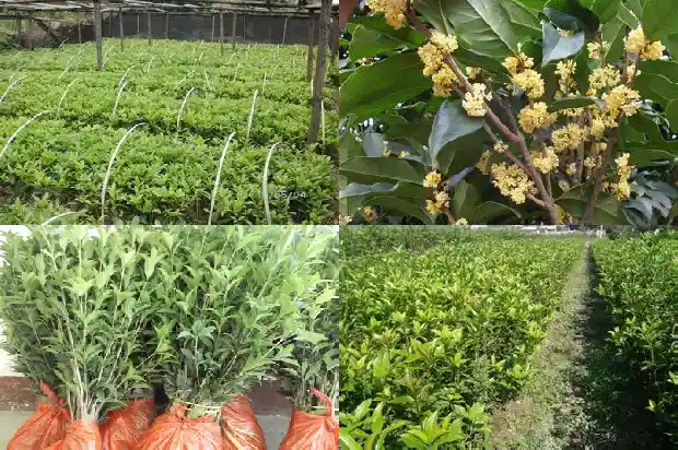 桂花规格大小怎么分别1683679423433