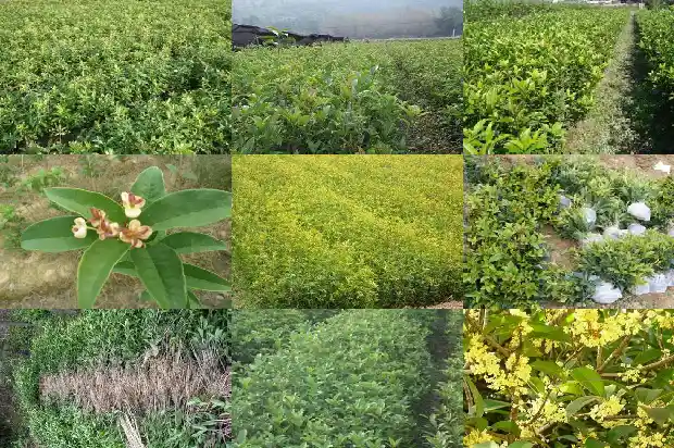 西安哪里卖桂花树苗1690503673808