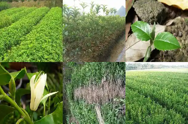门前栽种桂花树吉利吗1690677243916