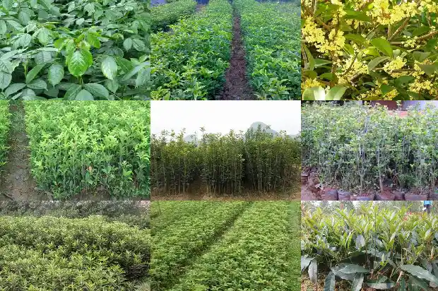 牛蒡桂花茶有什么作用1689381474657