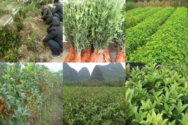 桂花的长度和宽度是多少米1683679550069