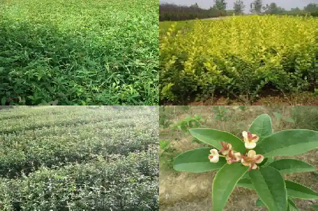 桂花的长度和宽度是多少米1683679550163