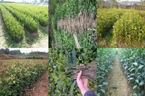 桂花的高度最高是多少1683679632197