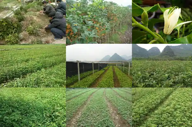 桂花的高度最高是多少1683679632245