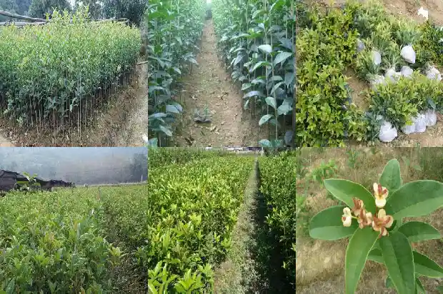桂花的高度最高是多少1683679632292