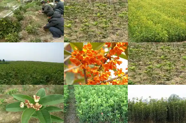 桂花树树干直径多少厘米1690762451665