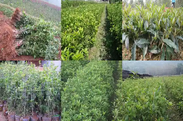 桂花的高度约肌1683679739335