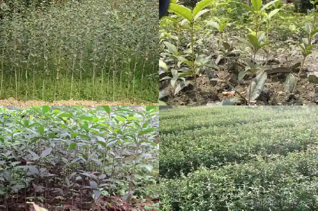 桂花树苗怎么看成活率高不高呢1688861938294