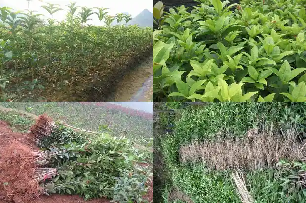 喝桂花茶对女性的好处是什么1689576342116