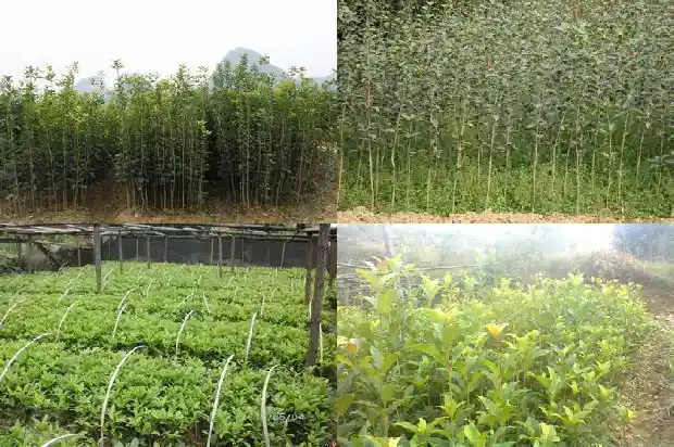 桂花花瓣的长和宽是多少1683679801603
