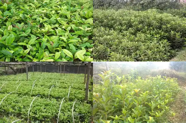桂花叶的长度是多少毫米1683679866944