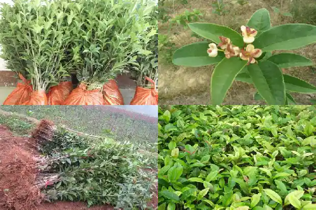 桂花叶的长度是多少毫米1683679866992