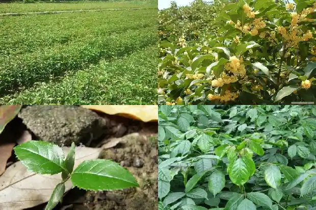 桂花叶的长度是多少毫米1683679867039