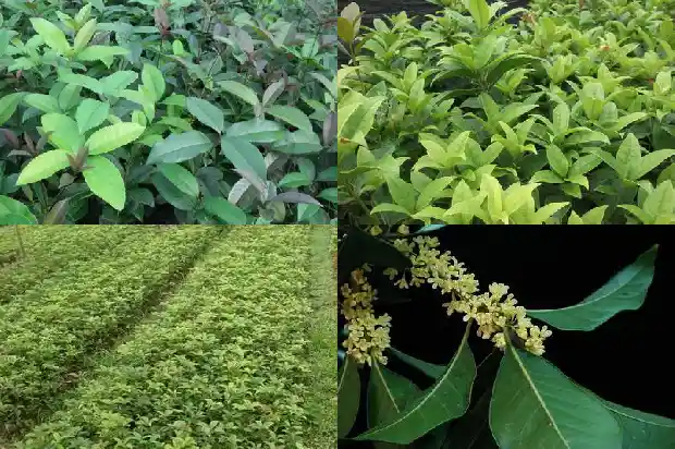 桂花的花瓣有多大1683679895790