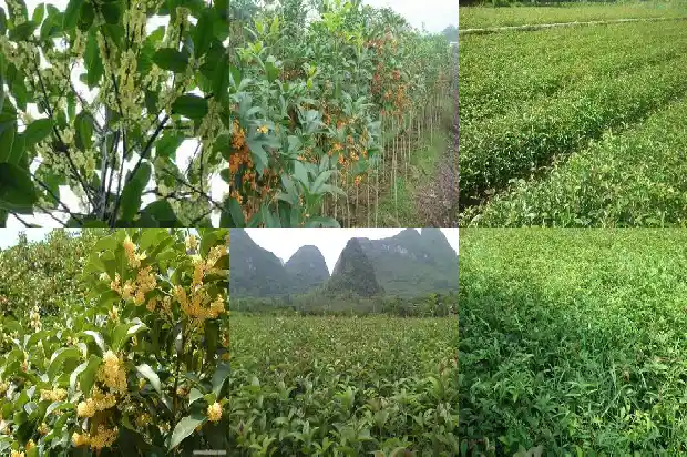 桂花的形状大小颜色气味是什么1683679928327