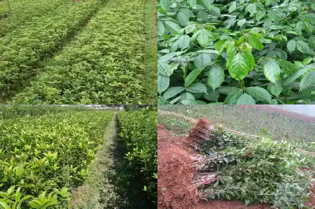 桂花树接枝月季好吗1688948663871