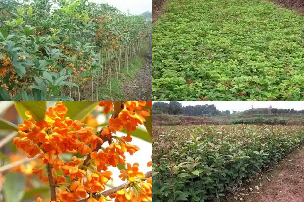 桂花的形状大小是什么意思1683680022662