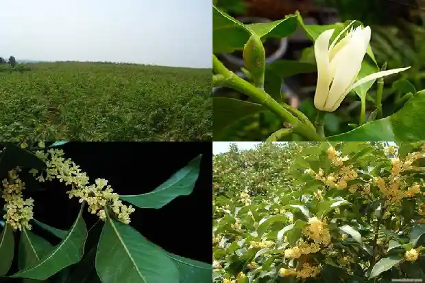 桂花的花的形状是什么样的1683680050433
