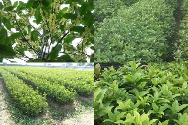 桂花的花的形状是什么样的1683680050481