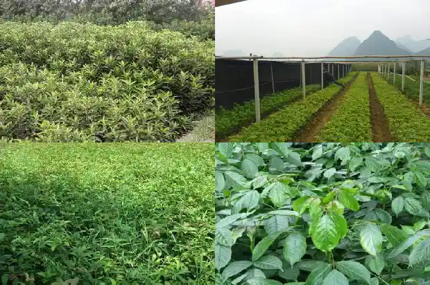 桂花花的形状颜色和变化1683680078023