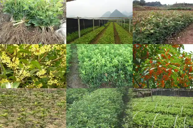 桂花花的形状颜色和变化1683680078071