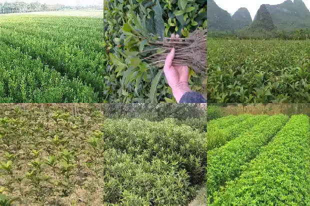 桂花的花颜色有哪些1683680109521