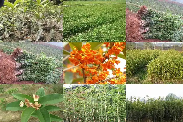 桂花的花颜色有哪些1683680109568